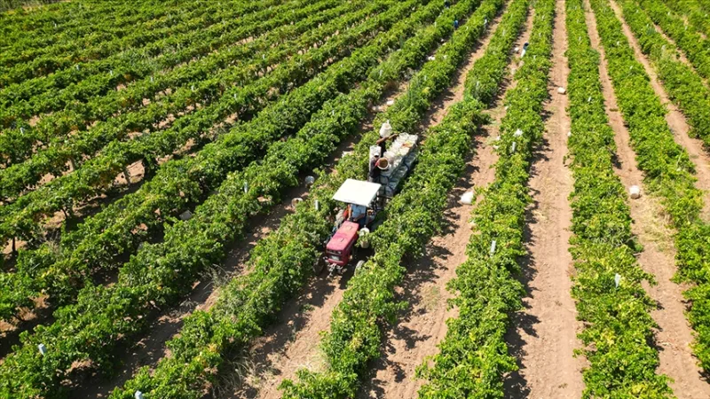 Agricultural subsidy payments totaling approximately 17.4 billion lira will be made to farmers today